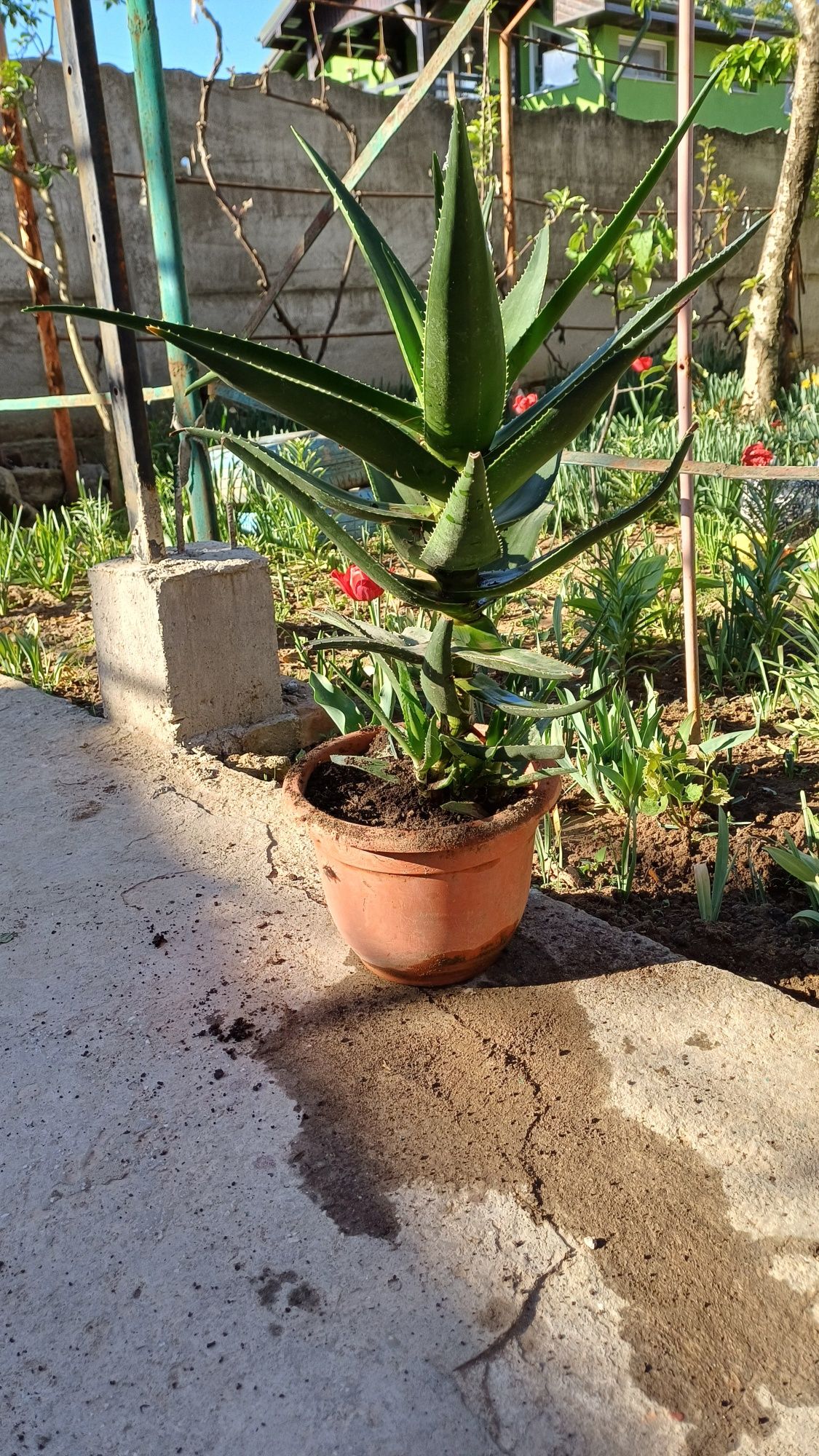 Vând planta Aloe vera