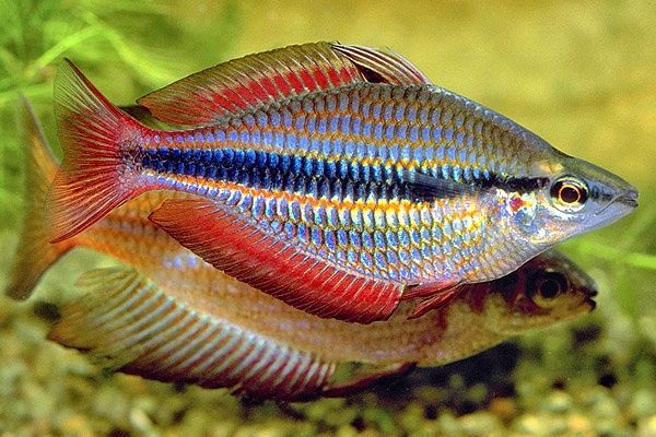 Продам  - радужница трифасциата