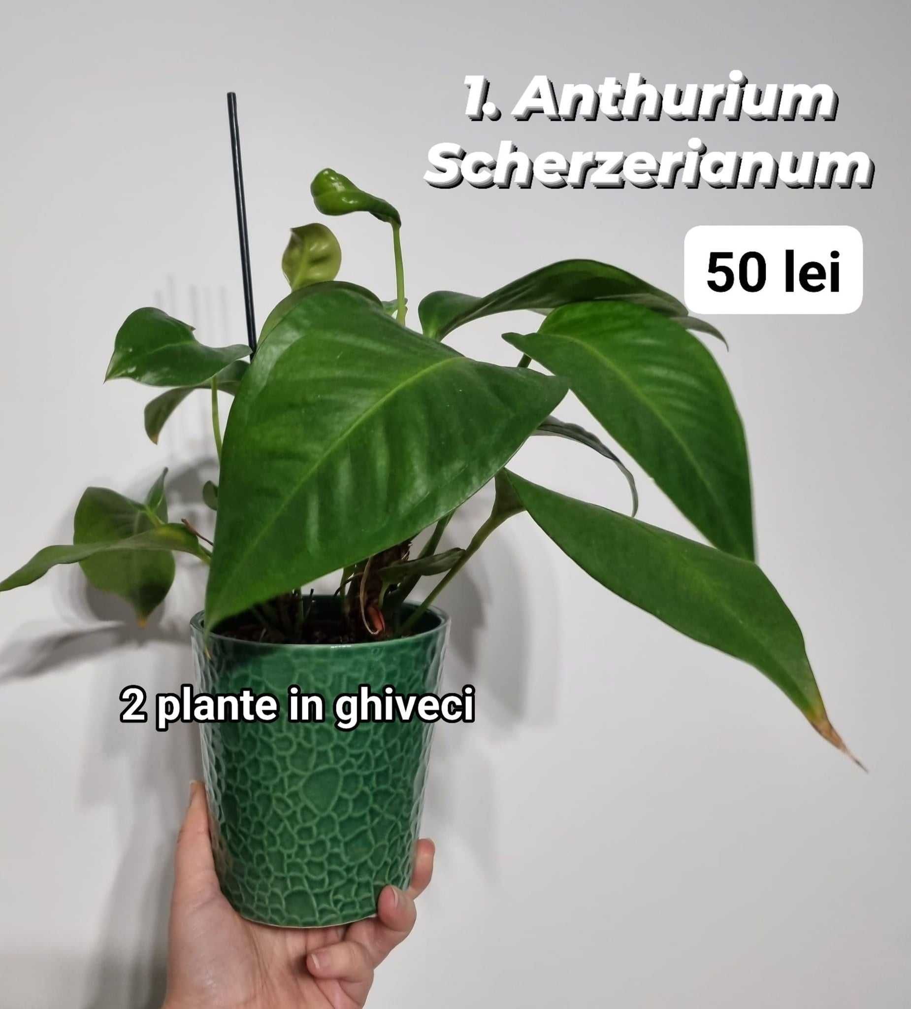 Flori de interior Anthurium scherzerianum, Pigtail Anthurium rosu
