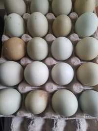 oua verzi fara colesterol pentru  incubat sau consum