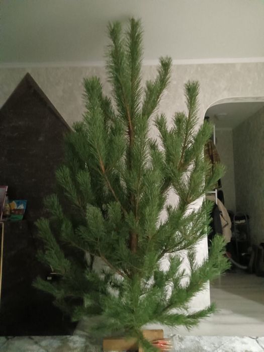 Елка новогодняя, елка. Сосна