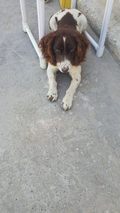 Русский  спаниель