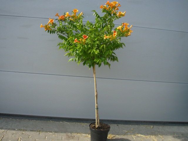 Trompeta chinezeasca pomisor