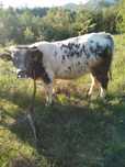 Vând tăuraș, albastru belgian. Preț 7500 de lei