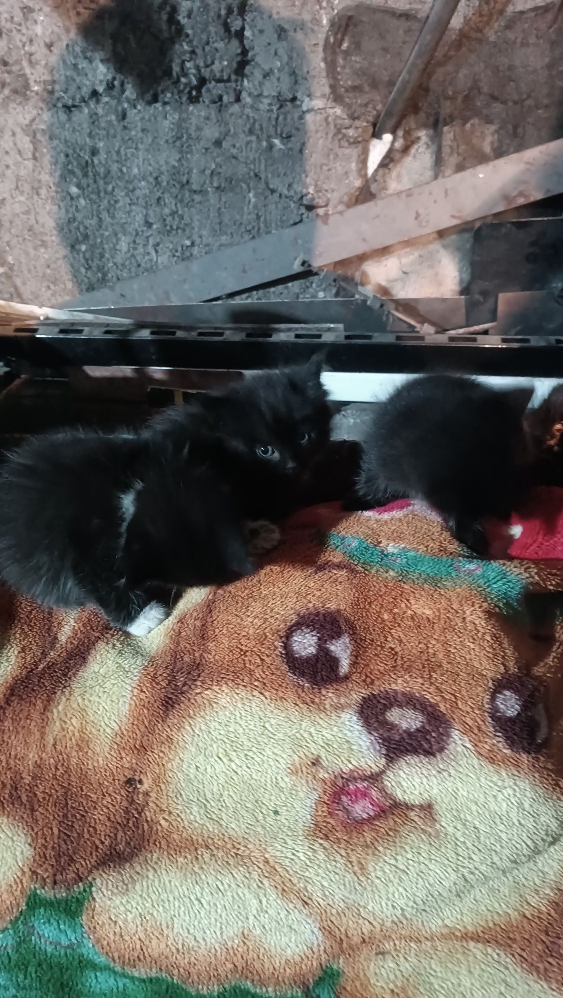 Отдам котят в добрые руки 2 шт