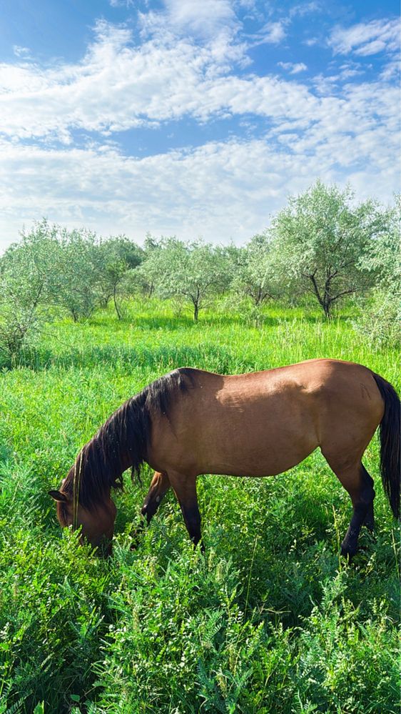 Продам кобылу 8 лет