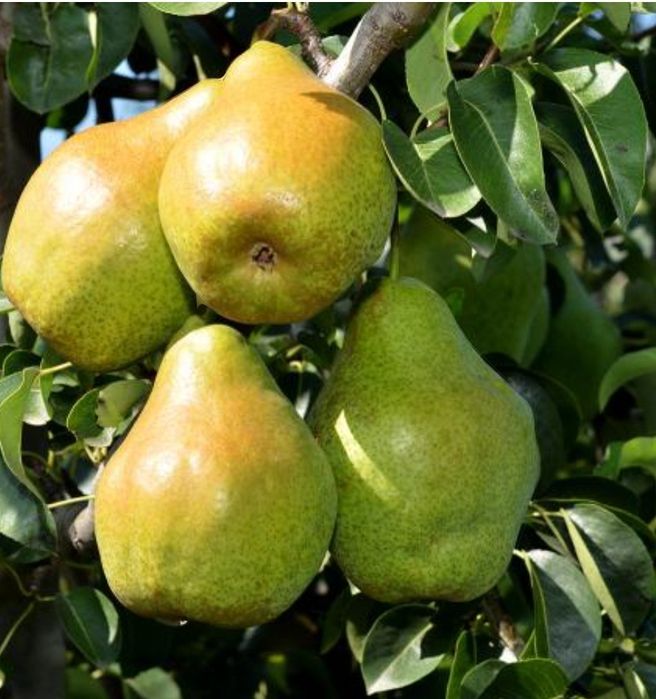 Pomi Fructiferi Străvechi Glia Strămoșească (Soiuri De PĂR)