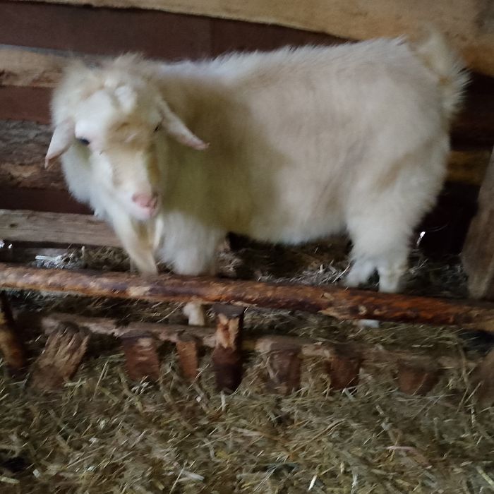 Продам Козлов.Звоните пишите.Юрий.