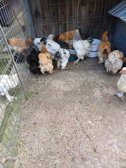 Găinii și Cucosii Braham HD