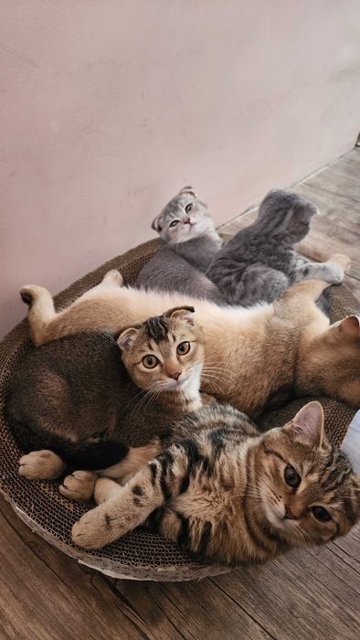Продаются котята
