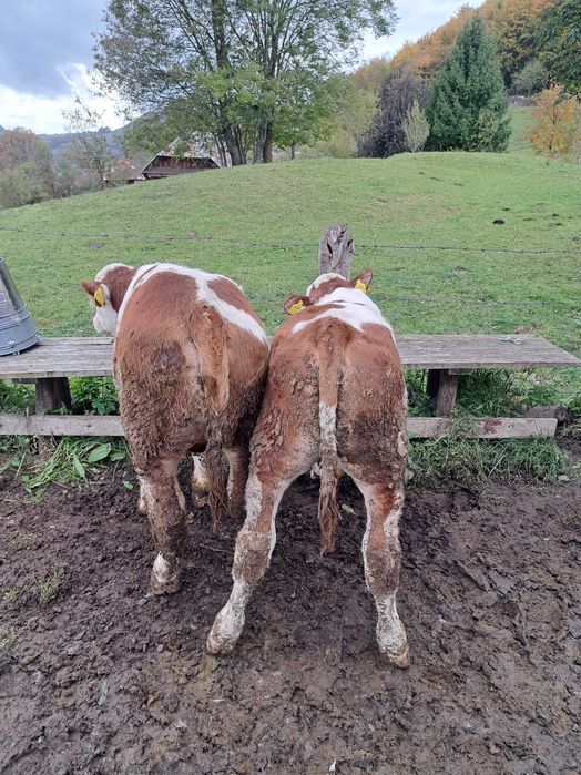 Vând  viței  baltati
