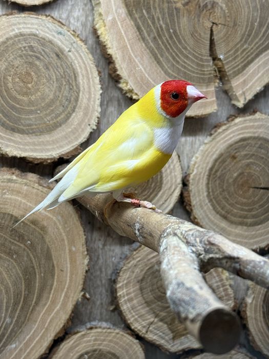 Vand femela Gould Amandina