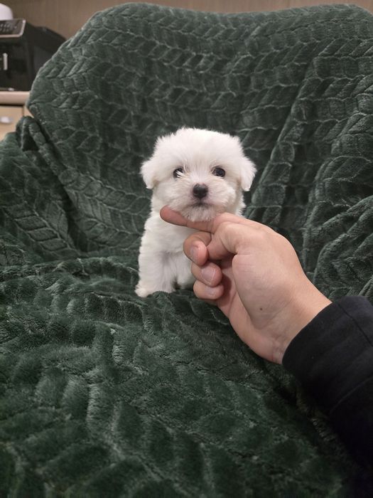 Bichon Maltez Pui