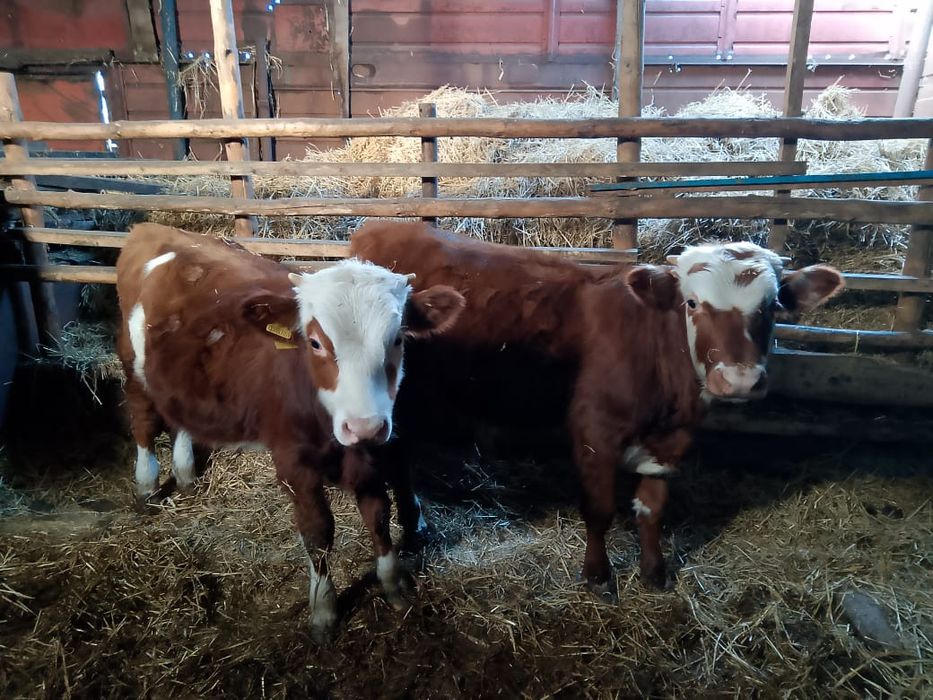 Бычки этого года