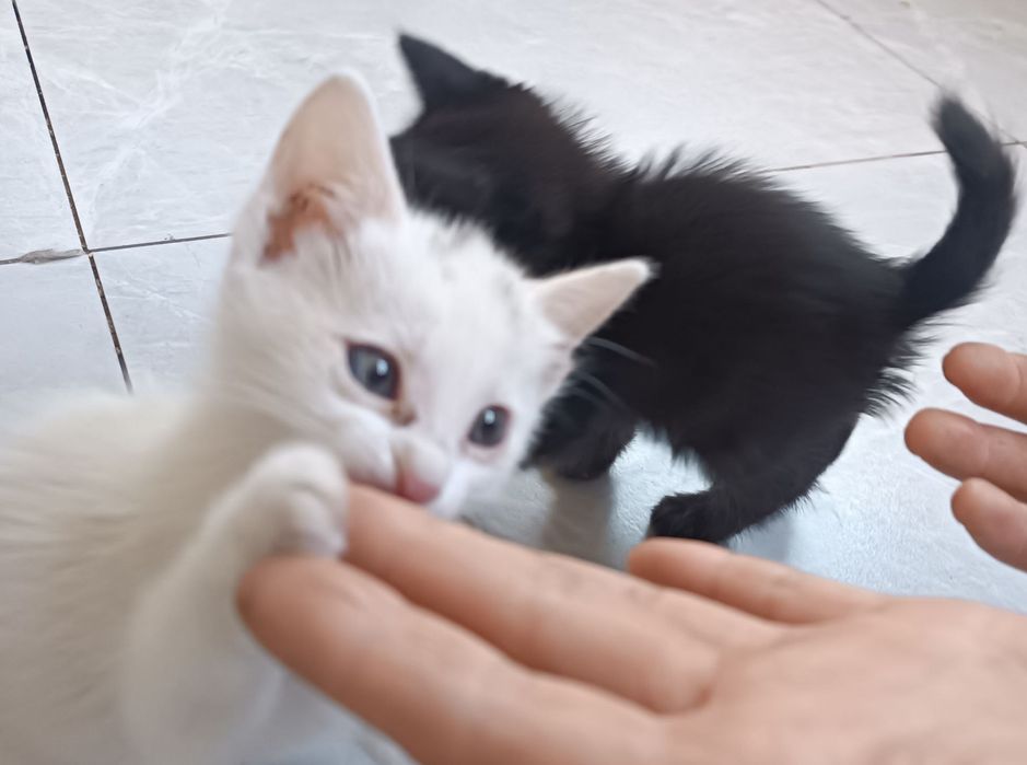 Котята 1.5 мес отдам даром