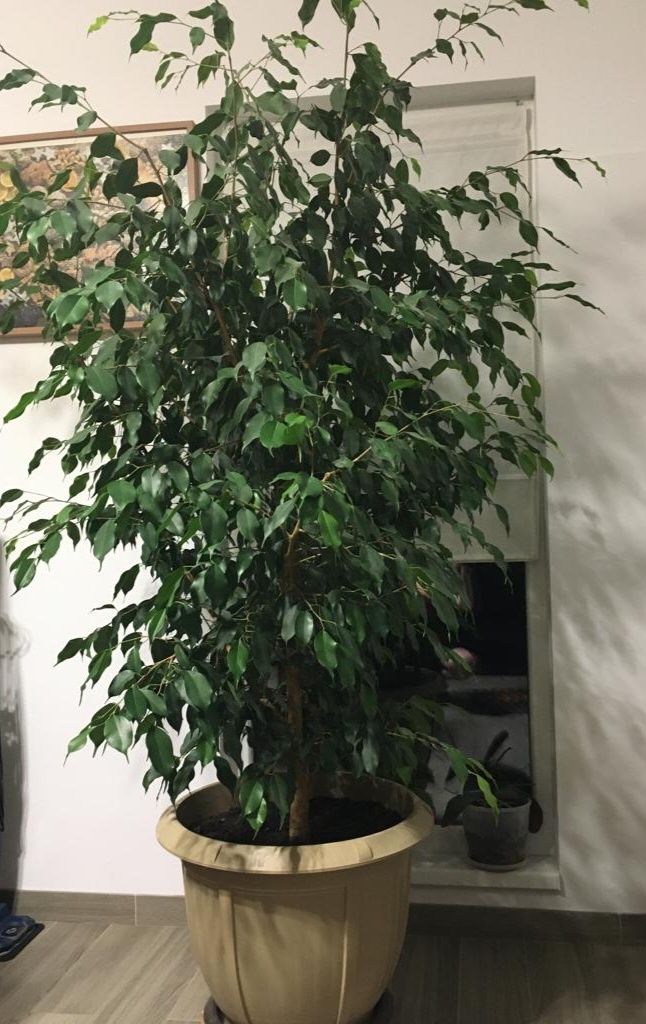 Ficus cu frunza mica - înălțime 2m