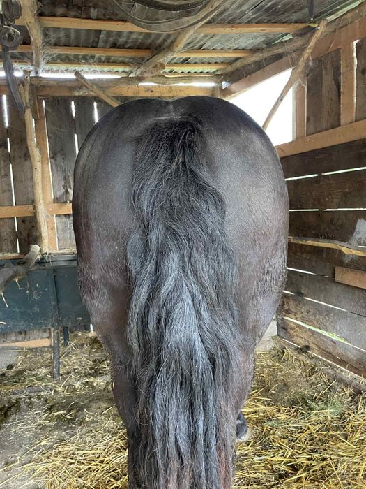 Armasar negru de vanzare