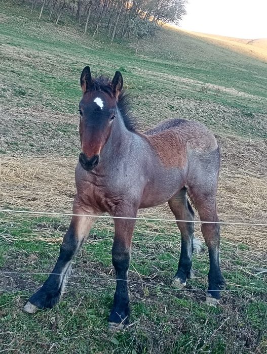 Vând manz de 4 luni