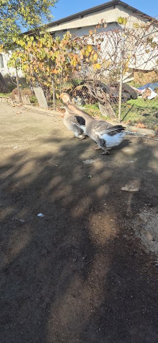 Vând gaste metis holmogor