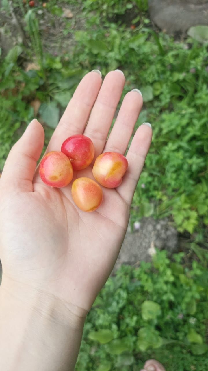 Продам жёлтую черешню,