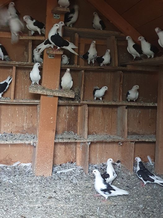 Vand porumbei voiajori si jucatori