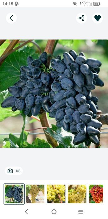 Vita De Vie Nobila (Soiuri De Masa )