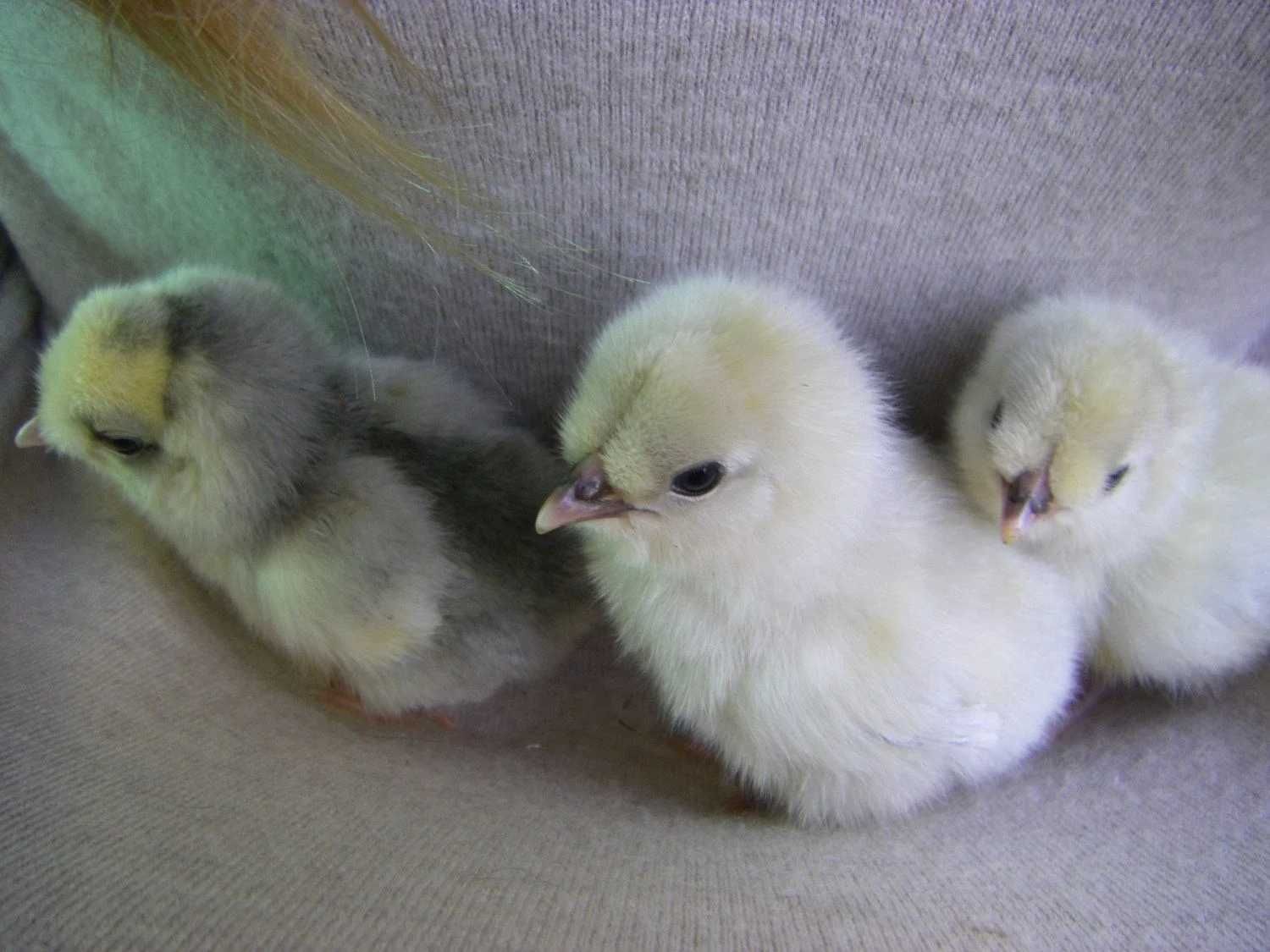 Oua araucana pentru incubat, familie găini araucana 2023, pui araucana