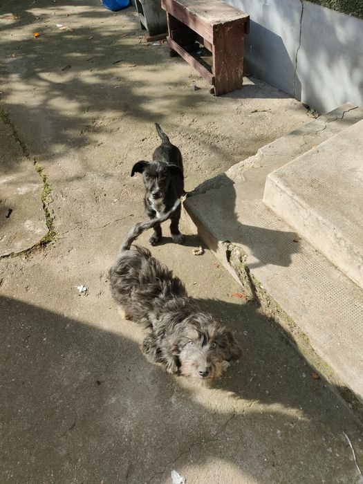 Donez 2 căței au 3 luni