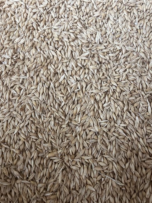 Orz de vanzare, C1, recolta 2025