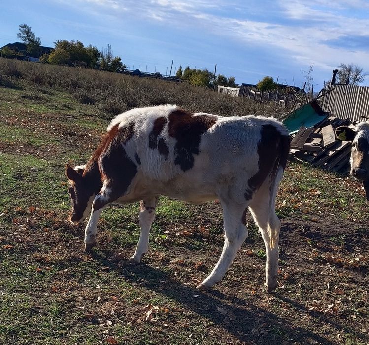 Продам тёлку возраст 9 мес