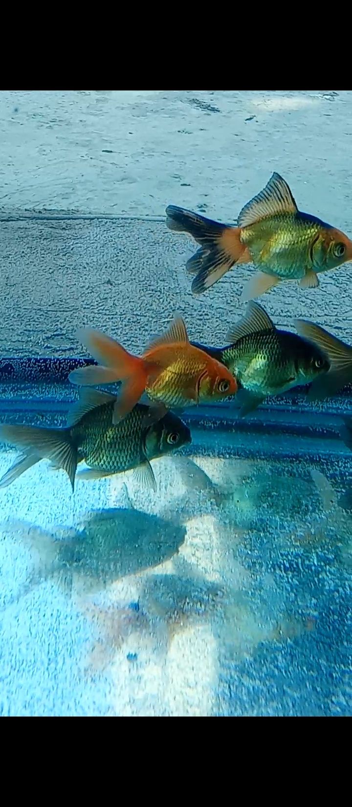 Aranda baliqlari akvarium uchun