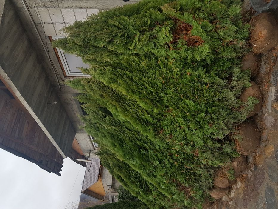 Tuia smarald gazon rulou si multe alte speci de plante