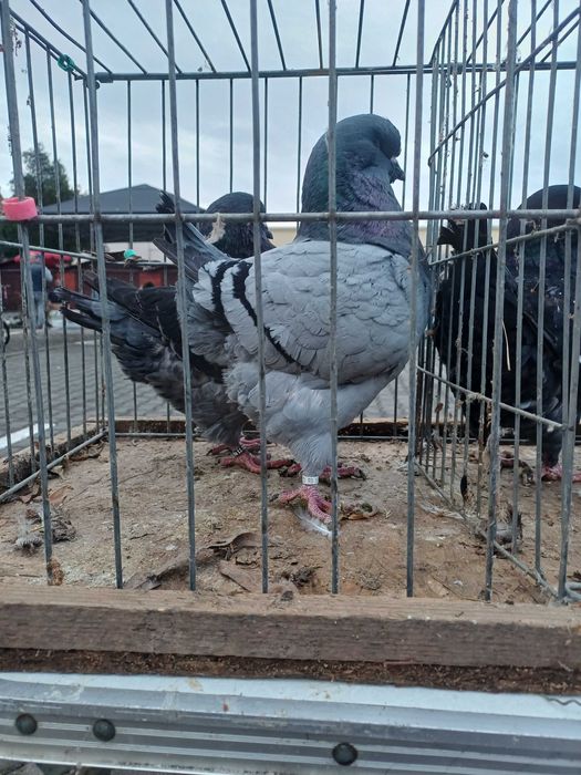 Porumbei kingi de vânzare