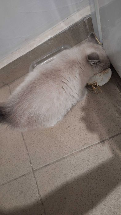 Котенок уличный девочка