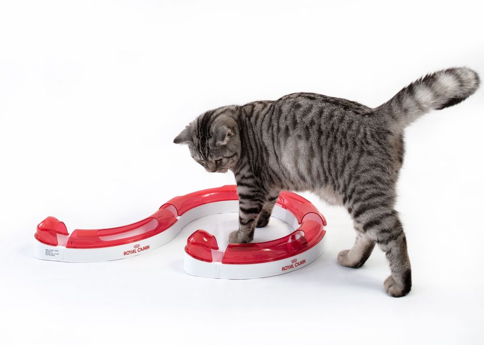 Circuit de joaca pisica Royal Canin