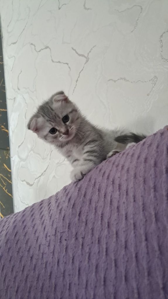 продам милого котенка