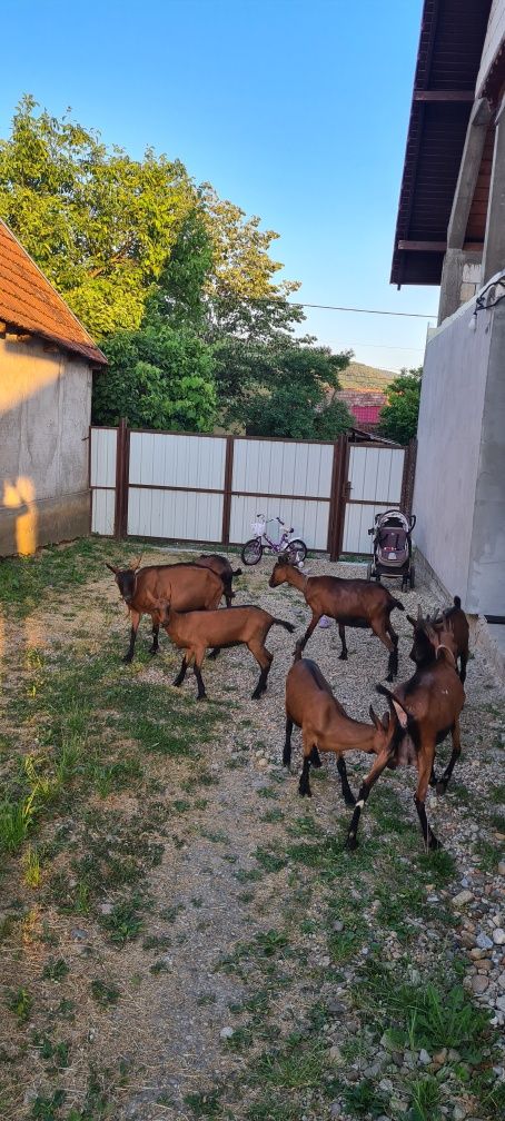 Țapisori Alpin francez