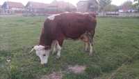 vaca cu vitel de vanzare