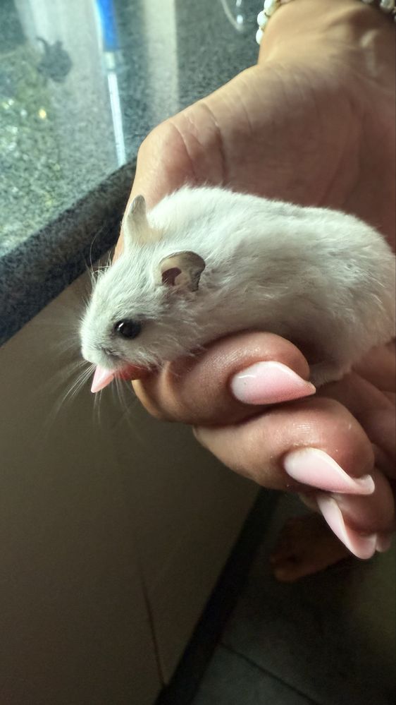 Donez pui hamster pitic siberian