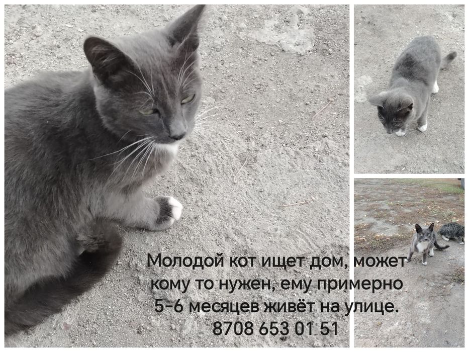 Молодой серый кот и кошечка ищут  дом
