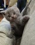 Baietel British Shorthair culoare Blue
