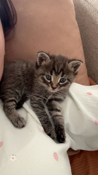 Котенок  маленький , серый и голубые глаза