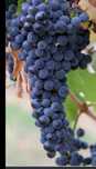 Vând struguri pentru vin, Merlot și Cabernet în Leorden
