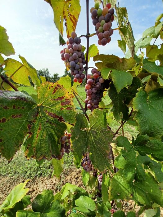 Vand struguri pentru vin