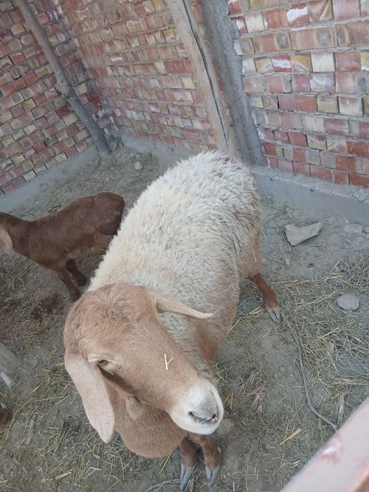 Zotli qòy2ta 1 qòchqor sotladi sogʻligiga javob qòyla bògʻoz boʻgan