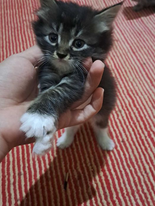 котята в Ургенче