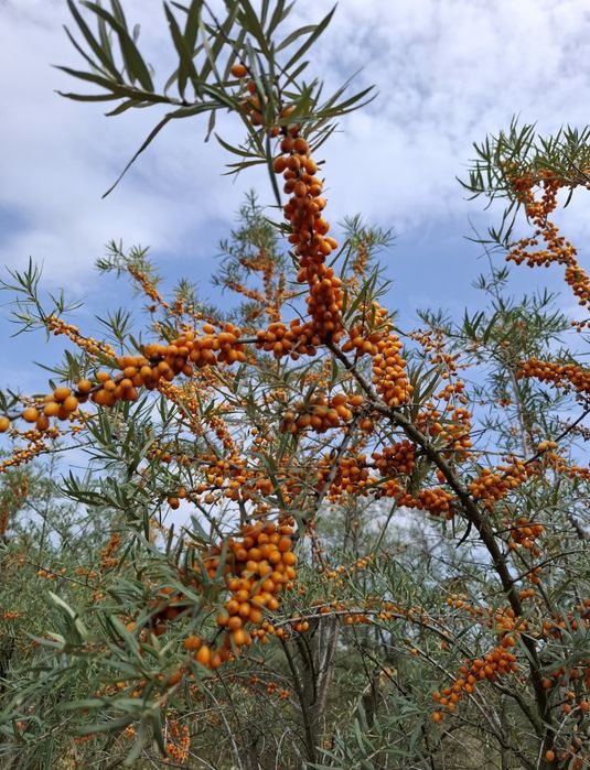 Sirop de catina cu miere si  propolis