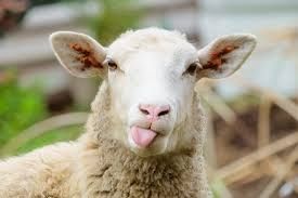 Продам жирных овец