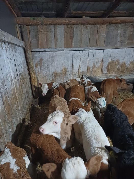 Vitei sugari de vanzare