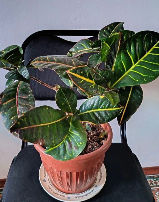 Цветы,    Кратон